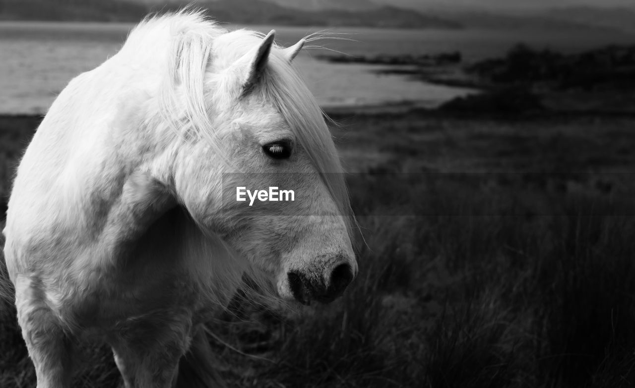 Horse on field against river