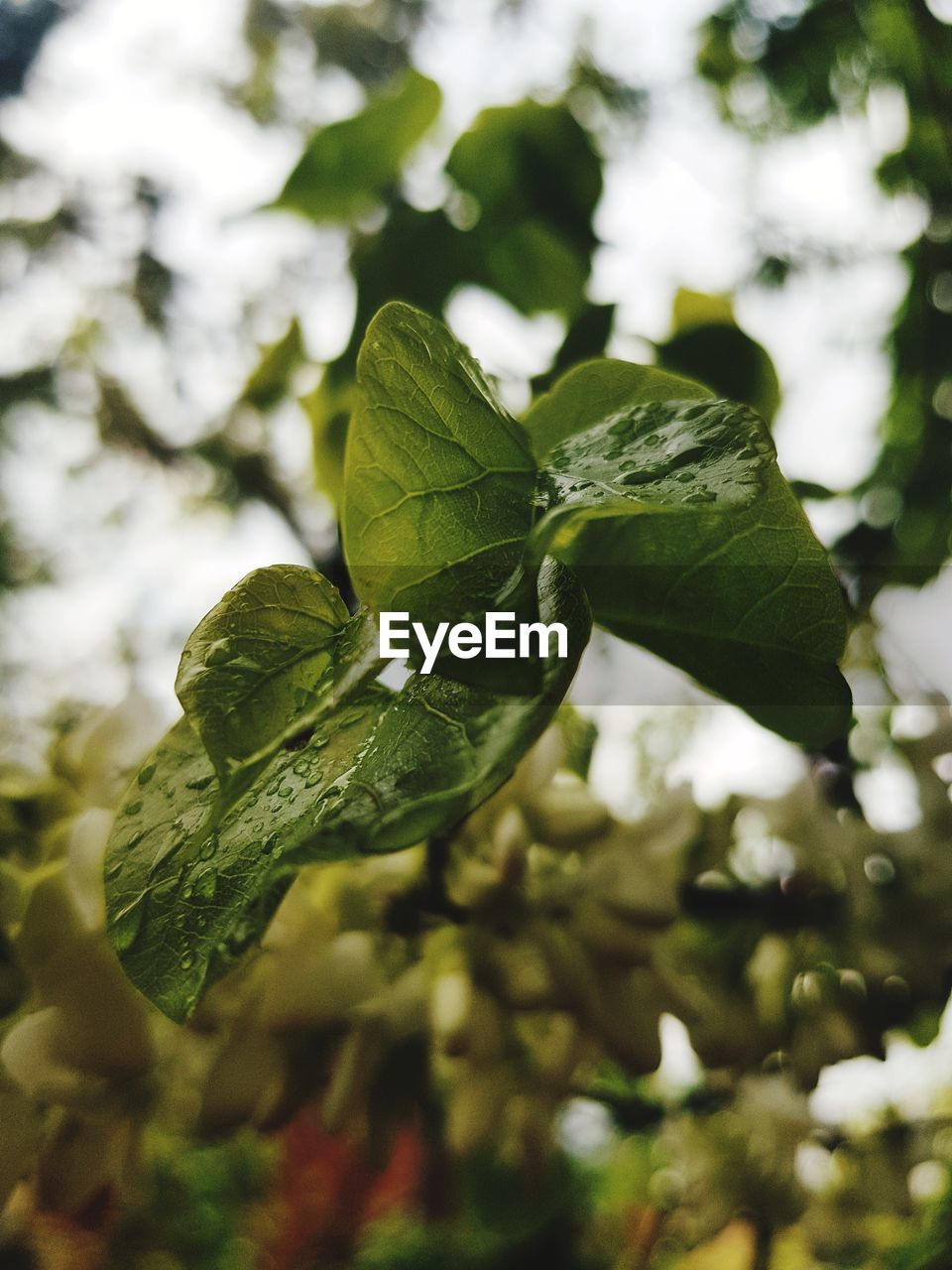 Close-up of leaves against blurred background