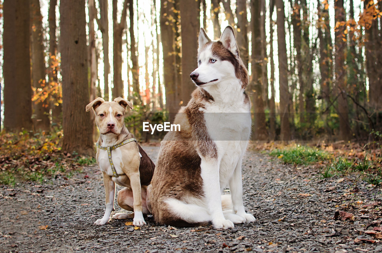 Two  beautiful dogs obediently sitting on a gravel path with autumn backdrop