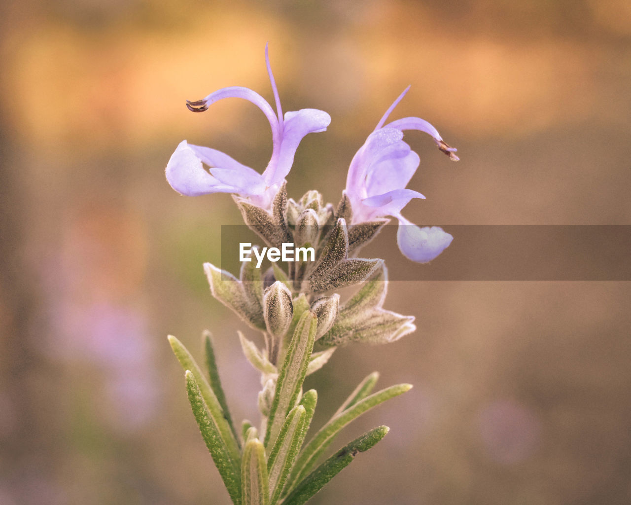 Close-up of purple flowering plant