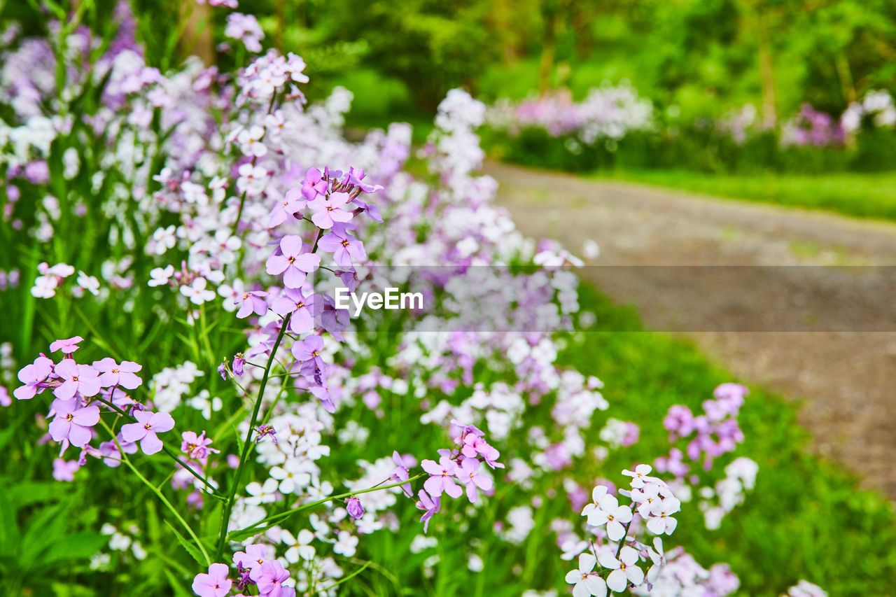 close-up of purple flowering plants on field during autumn