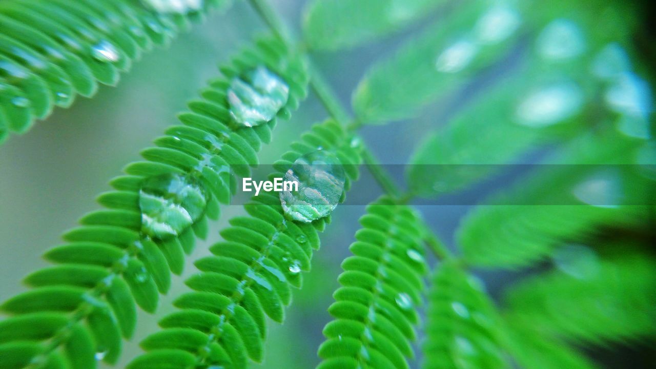 Close-up of raindrops on leaves