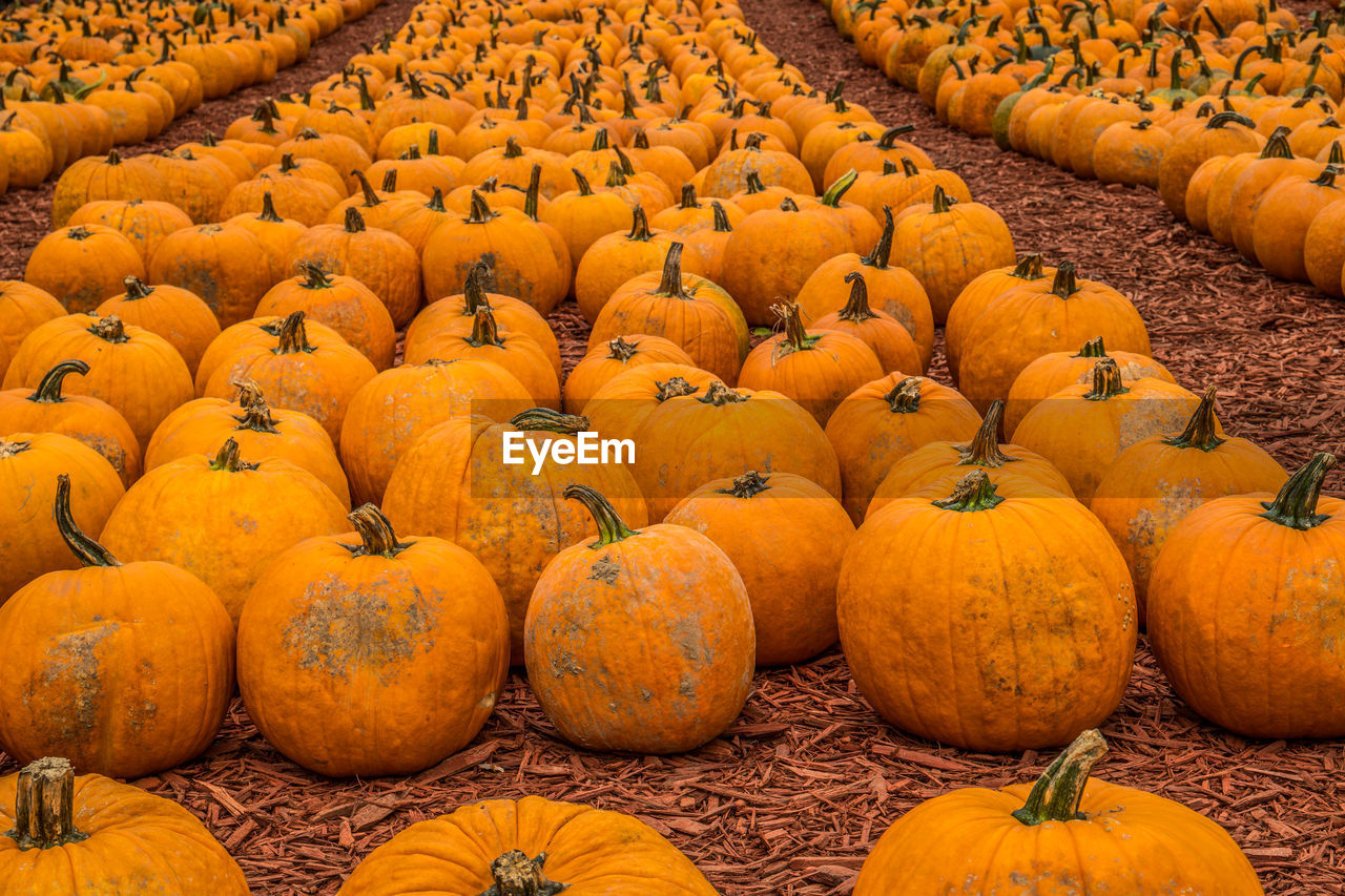 close-up of pumpkins for sale at market