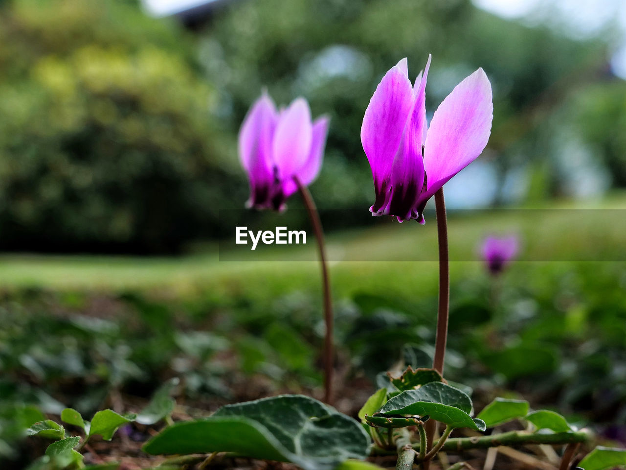 plant, flower, flowering plant, freshness, beauty in nature, pink, growth, nature, close-up, fragility, petal, leaf, plant part, flower head, inflorescence, purple, no people, focus on foreground, springtime, green, outdoors, day, magenta, botany, water, selective focus, blossom, wildflower, plant stem