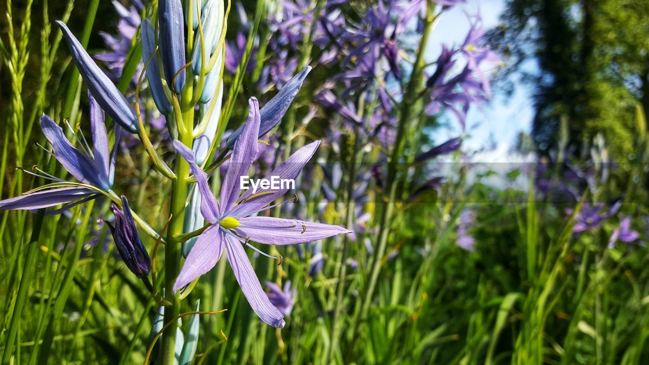 Close-up of purple flowering plants