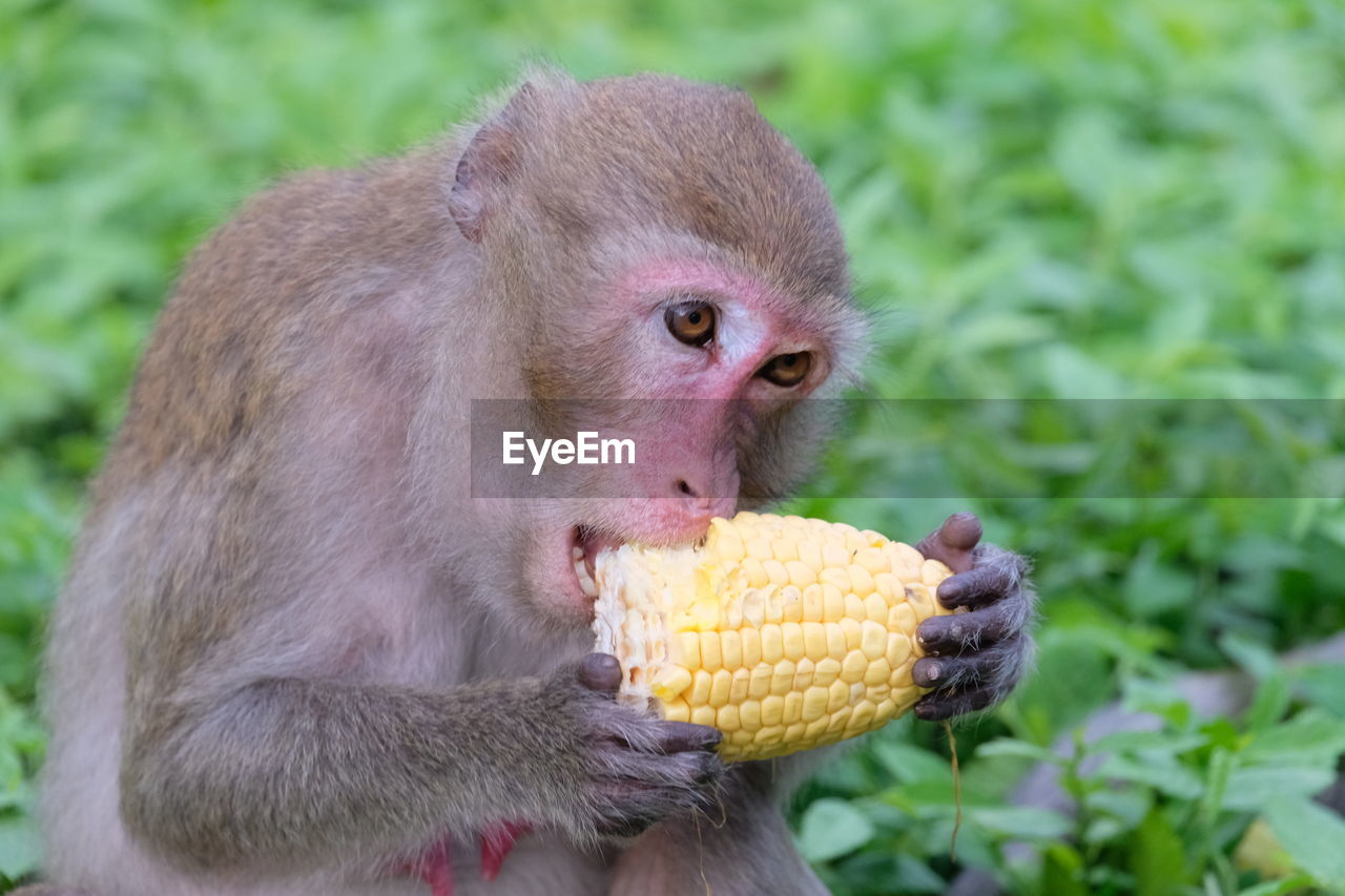 Close-up of monkey eating corn 