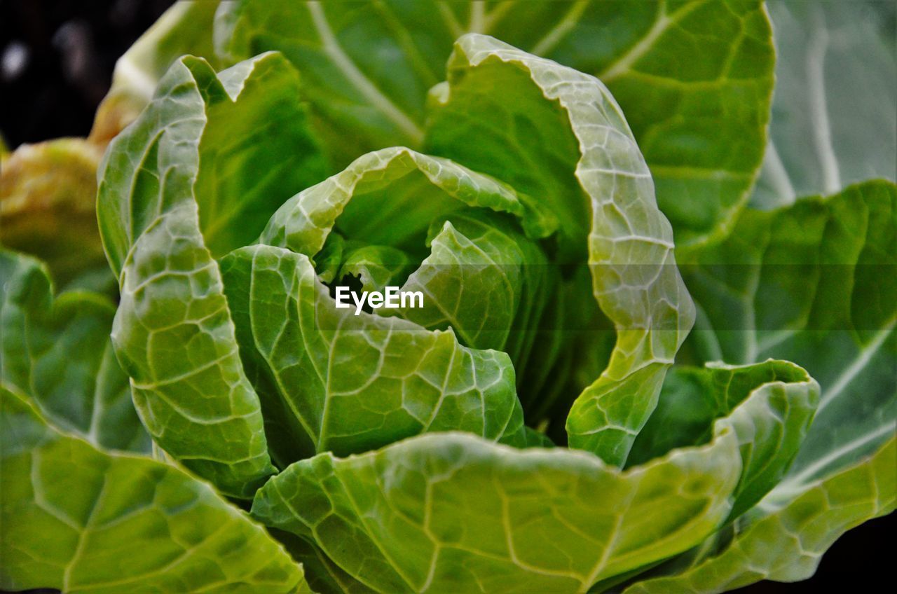 Close-up of cabbage growing on field