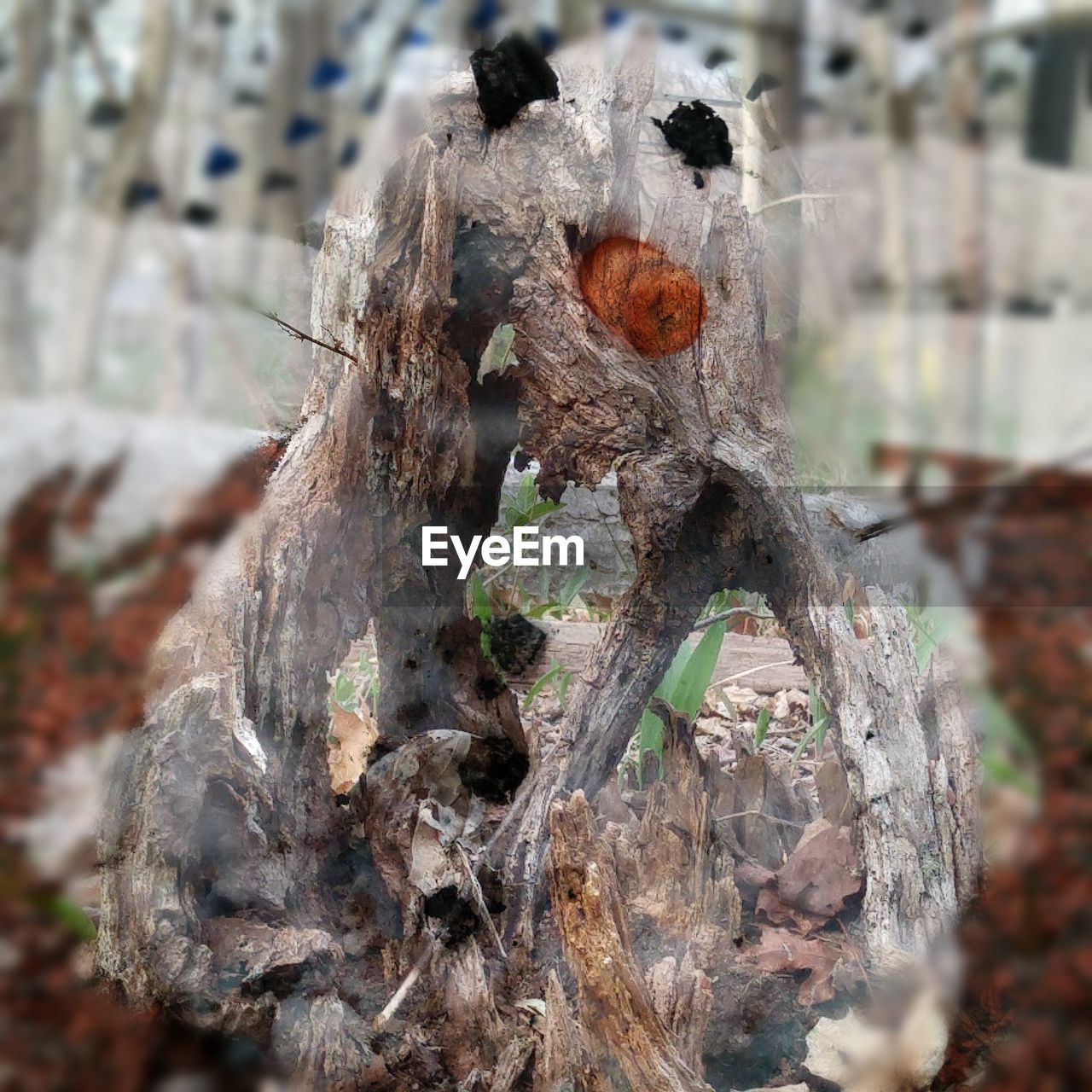 CLOSE-UP OF DEAD TREE OUTDOORS