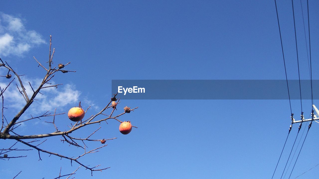 LOW ANGLE VIEW OF FRUITS AGAINST CLEAR BLUE SKY