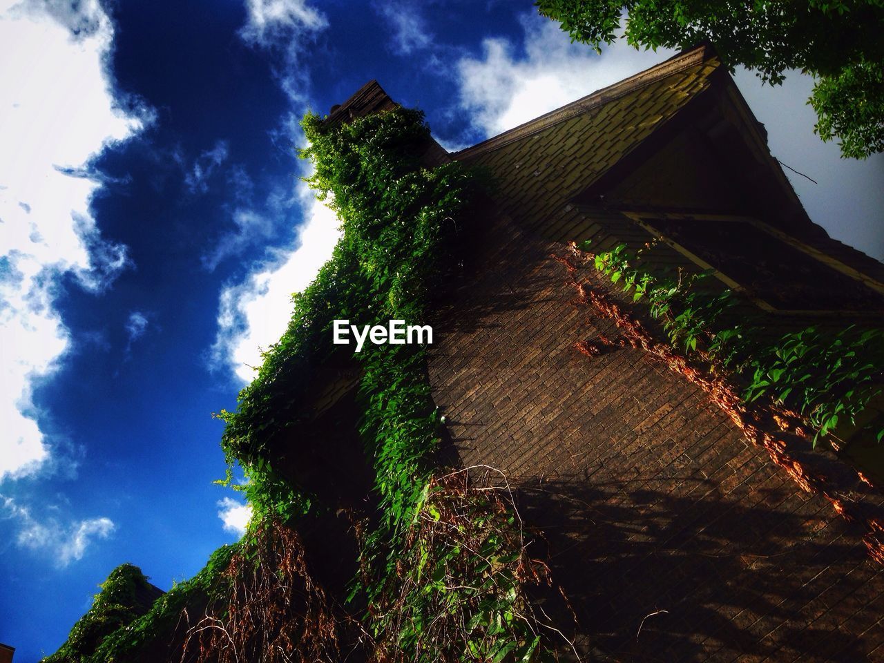 LOW ANGLE VIEW OF TREES AGAINST SKY