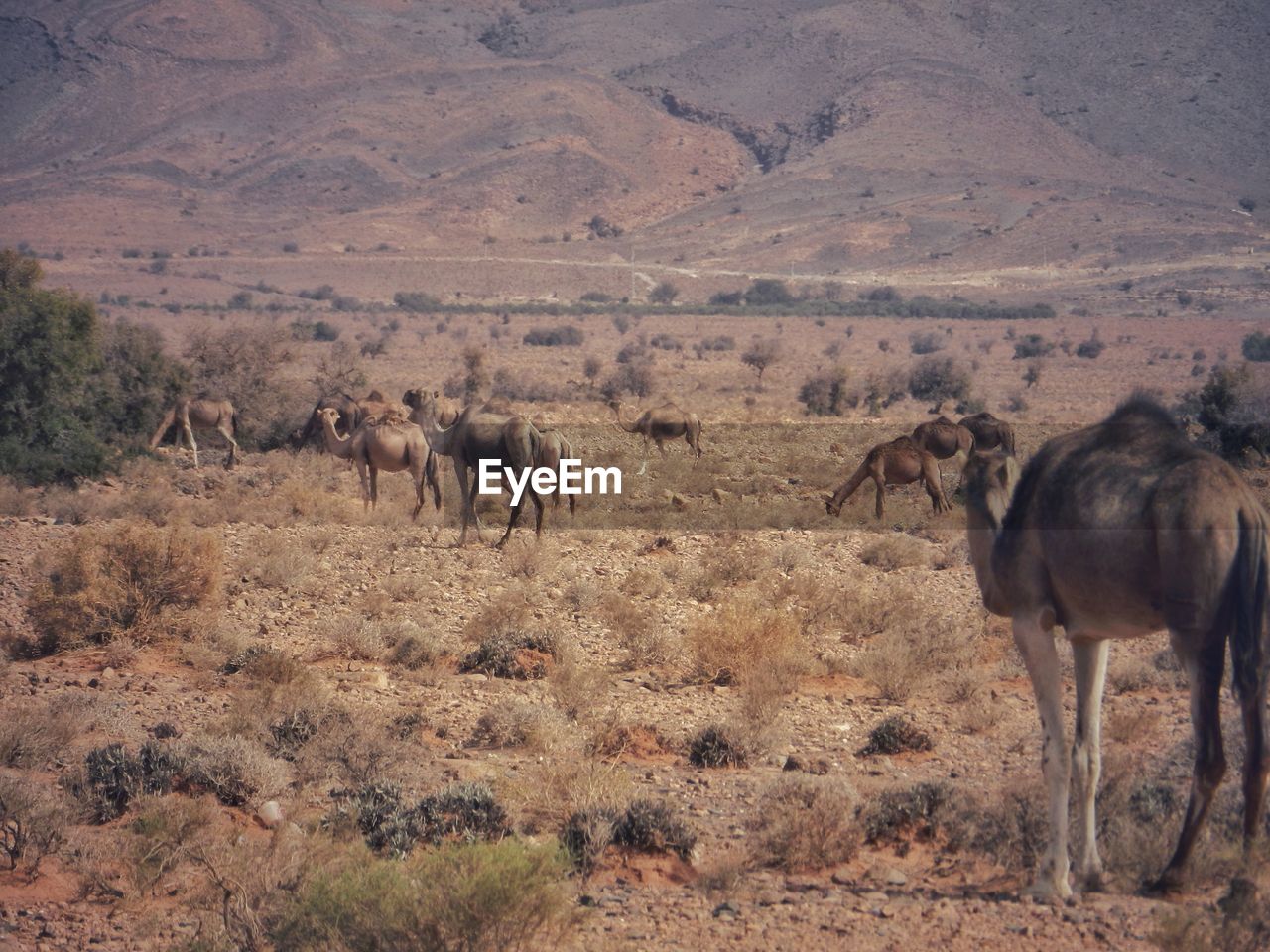 HORSES STANDING IN A FIELD