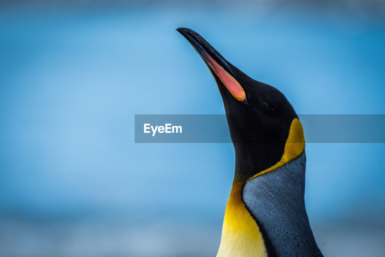 Close-up of king penguin