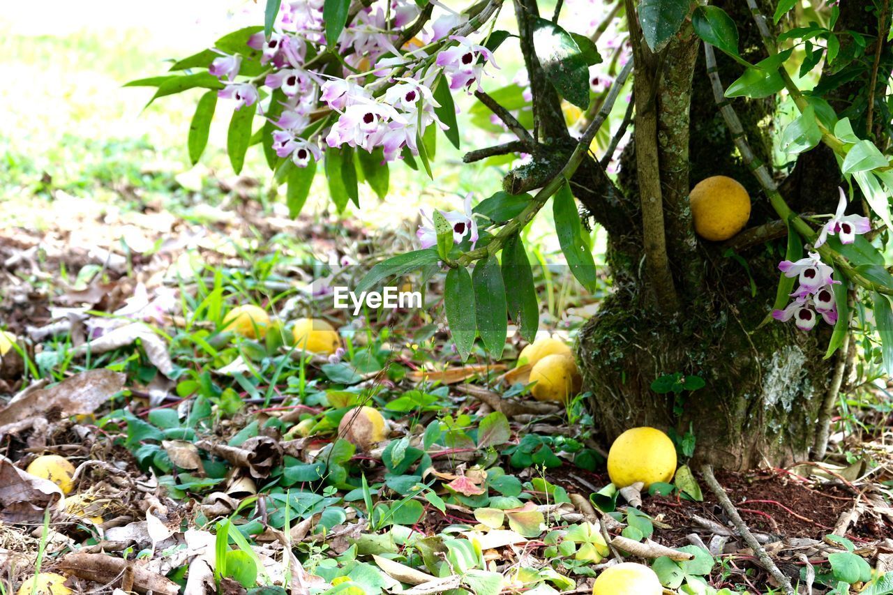 CLOSE-UP OF FLOWER GROWING ON TREE IN FIELD