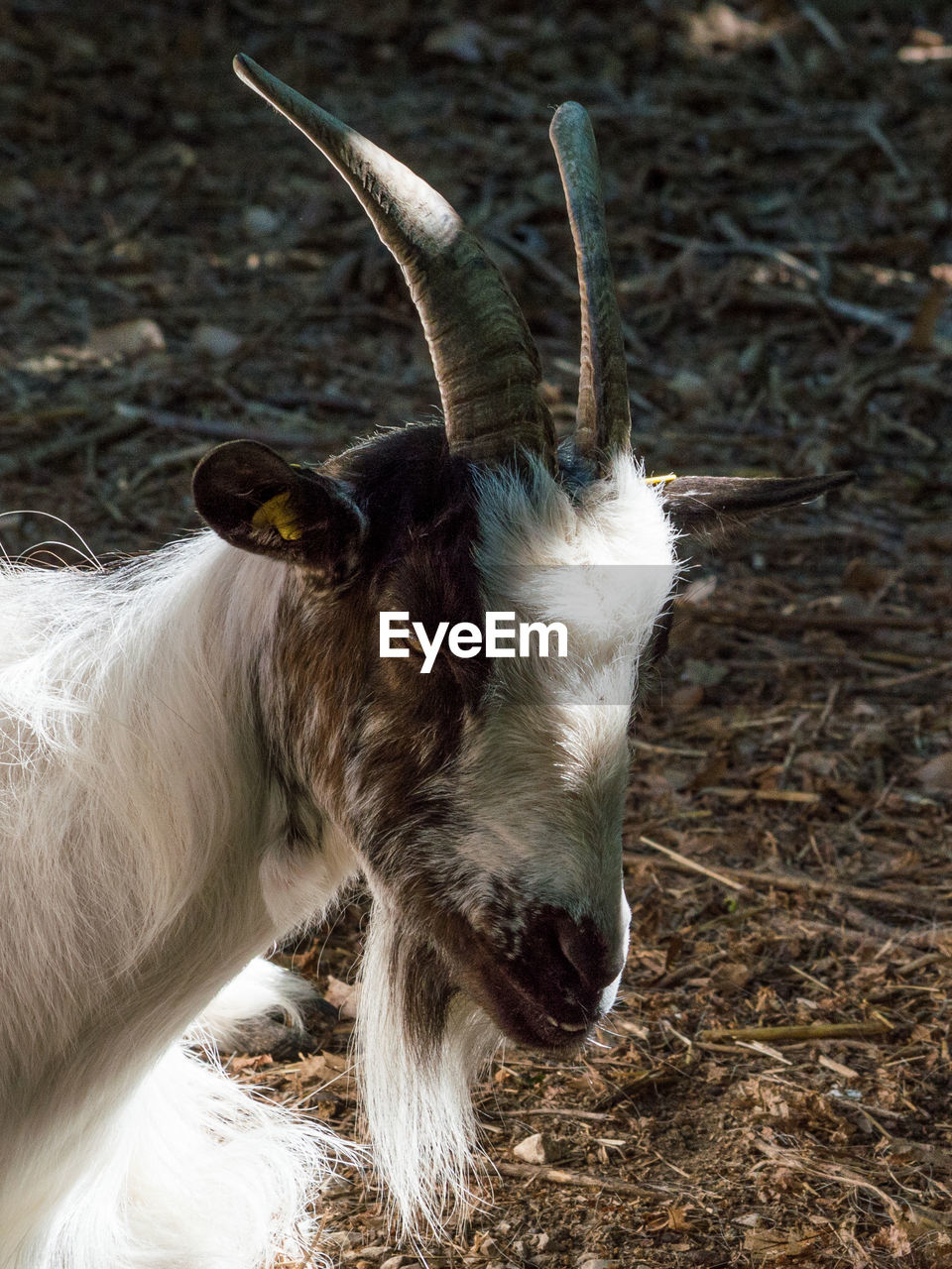 Portrait of goat with white beard, image of goat