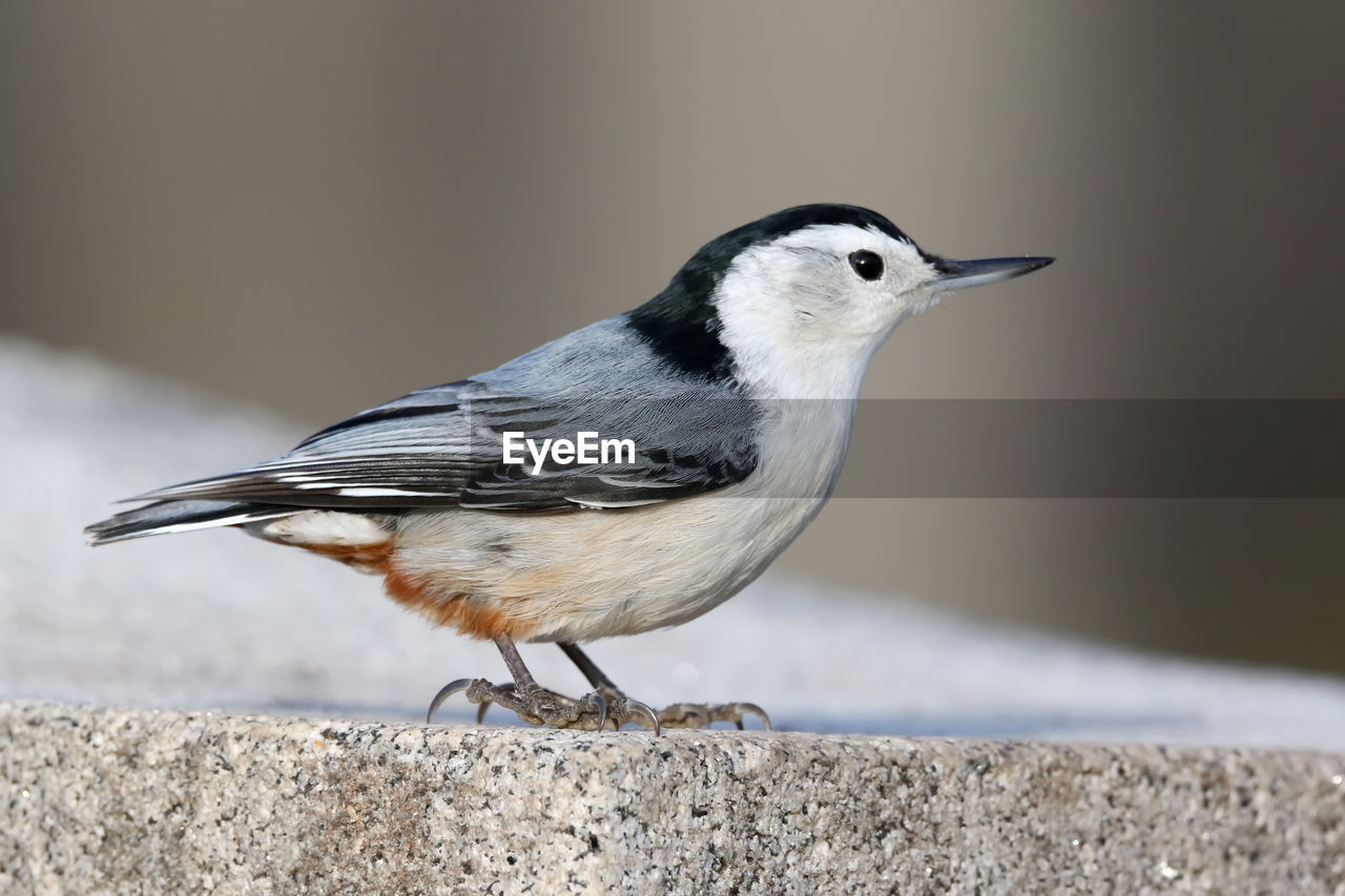 White-breasted nuthatch