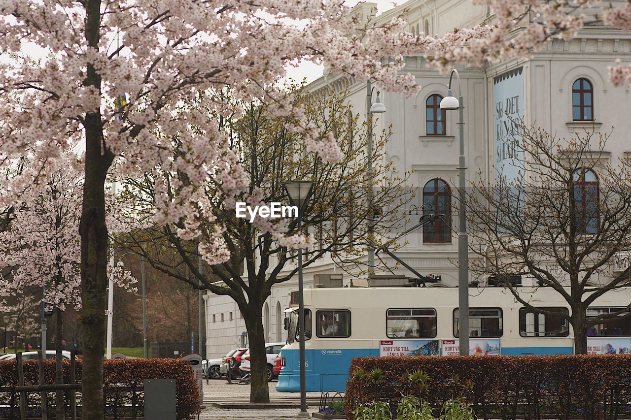 VIEW OF CHERRY BLOSSOM TREE IN CITY