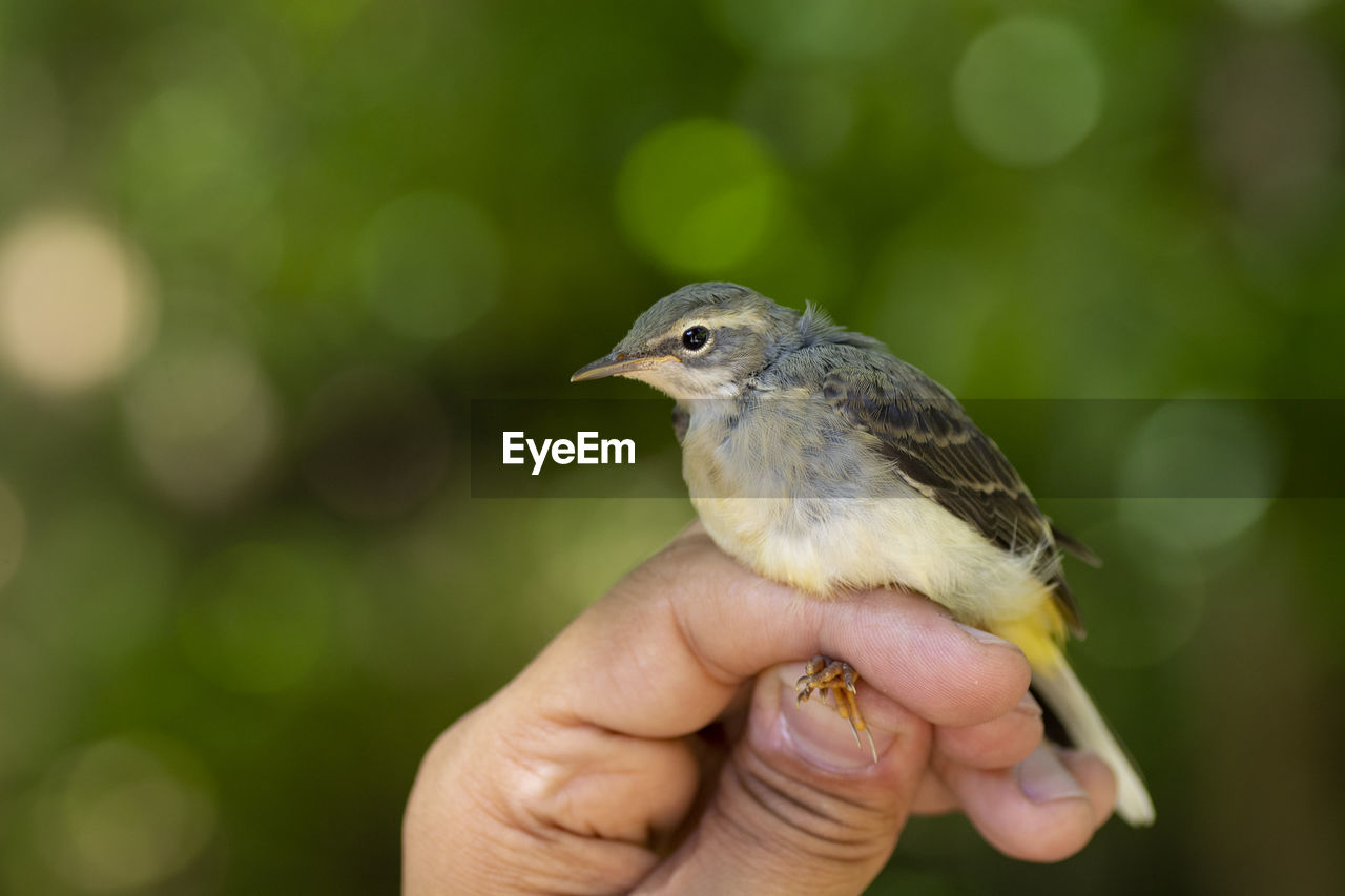 CLOSE-UP OF HAND HOLDING SMALL BIRD OUTDOORS