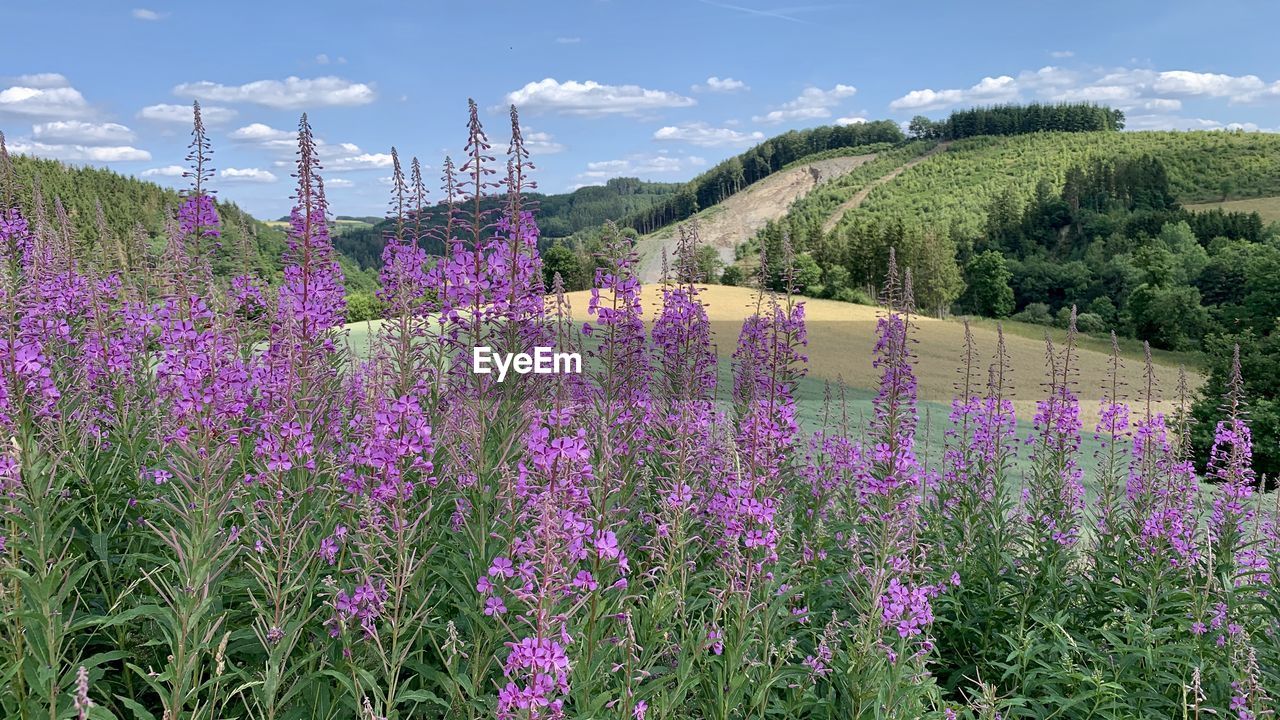 plant, flower, flowering plant, beauty in nature, growth, sky, lavender, purple, land, nature, field, no people, cloud - sky, tranquility, day, tree, tranquil scene, scenics - nature, vulnerability, fragility, outdoors, flowerbed