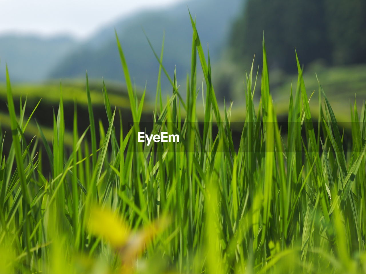 Close-up of crops growing on field