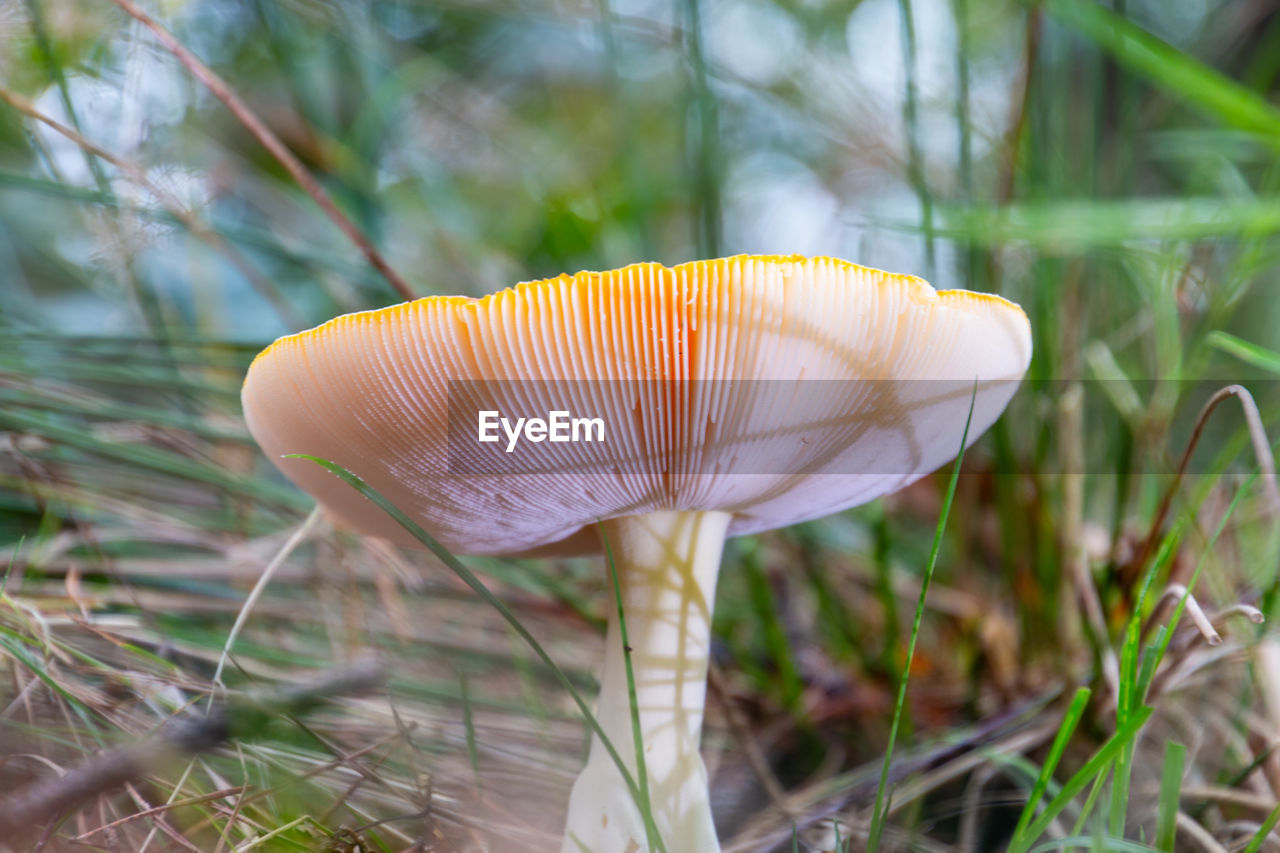 CLOSE-UP OF FLY ON MUSHROOM