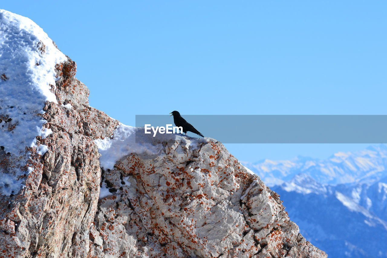 Low angle view of bird perching on mountain against clear sky