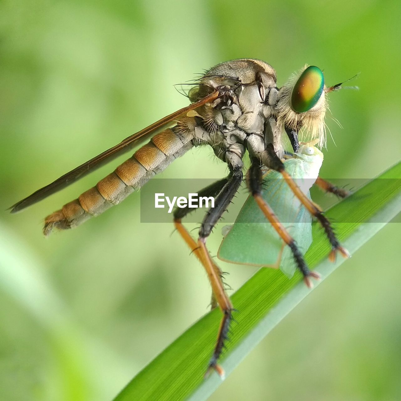 Close-up of insect on plant