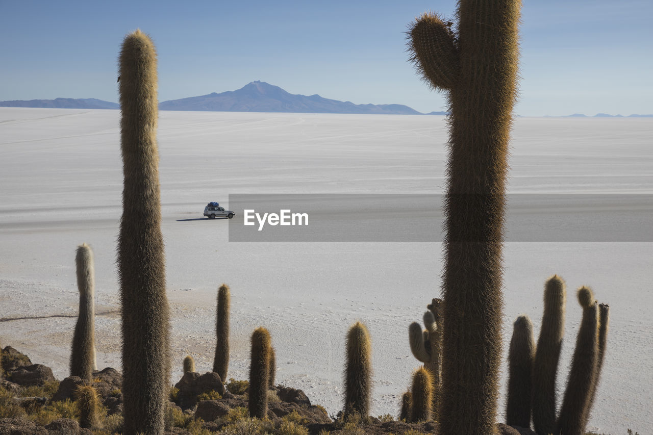 Car and cactus field over incahuasi island in uyuni