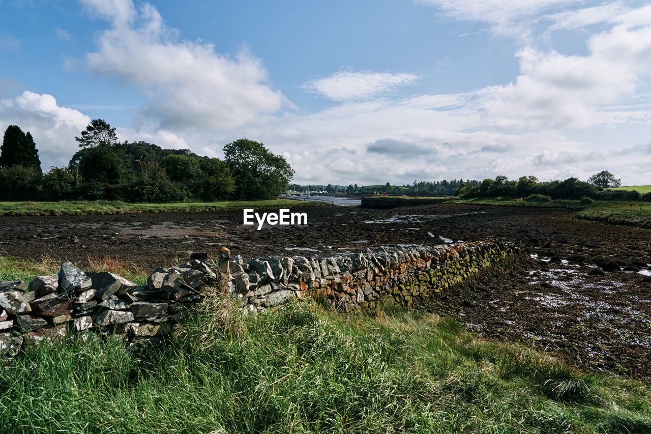 VIEW OF SHEEP ON GRASSY FIELD