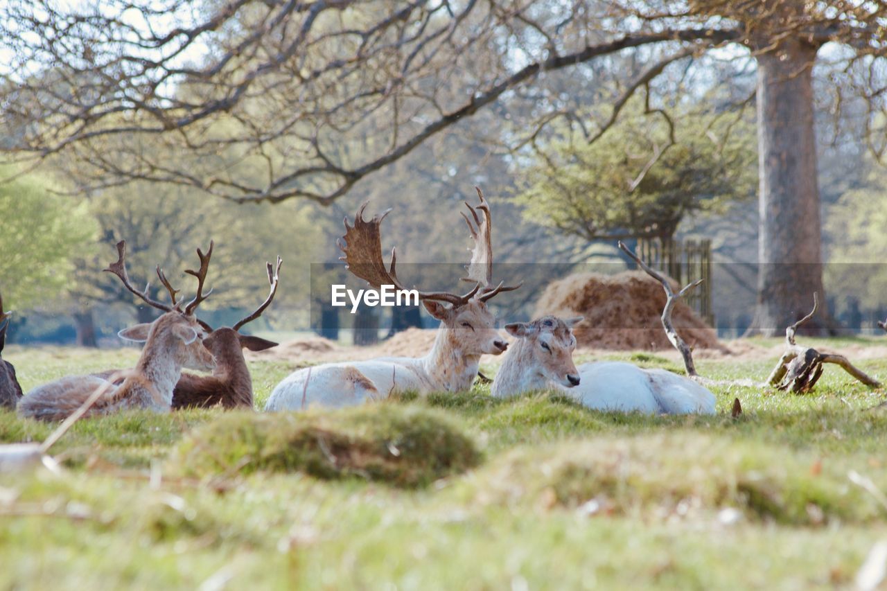 View of deer on field