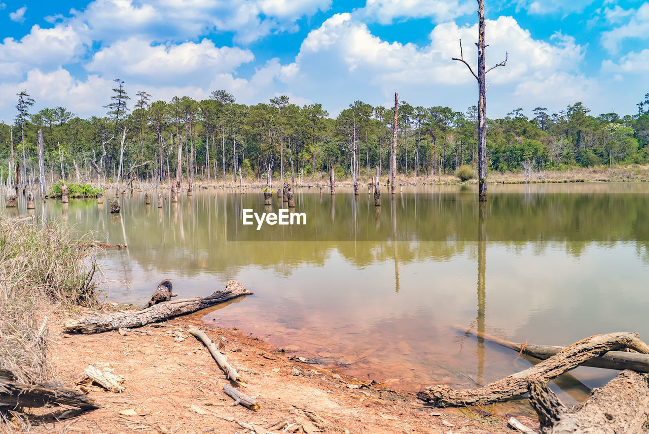 PANORAMIC VIEW OF DRIFTWOOD ON LAKE AGAINST SKY