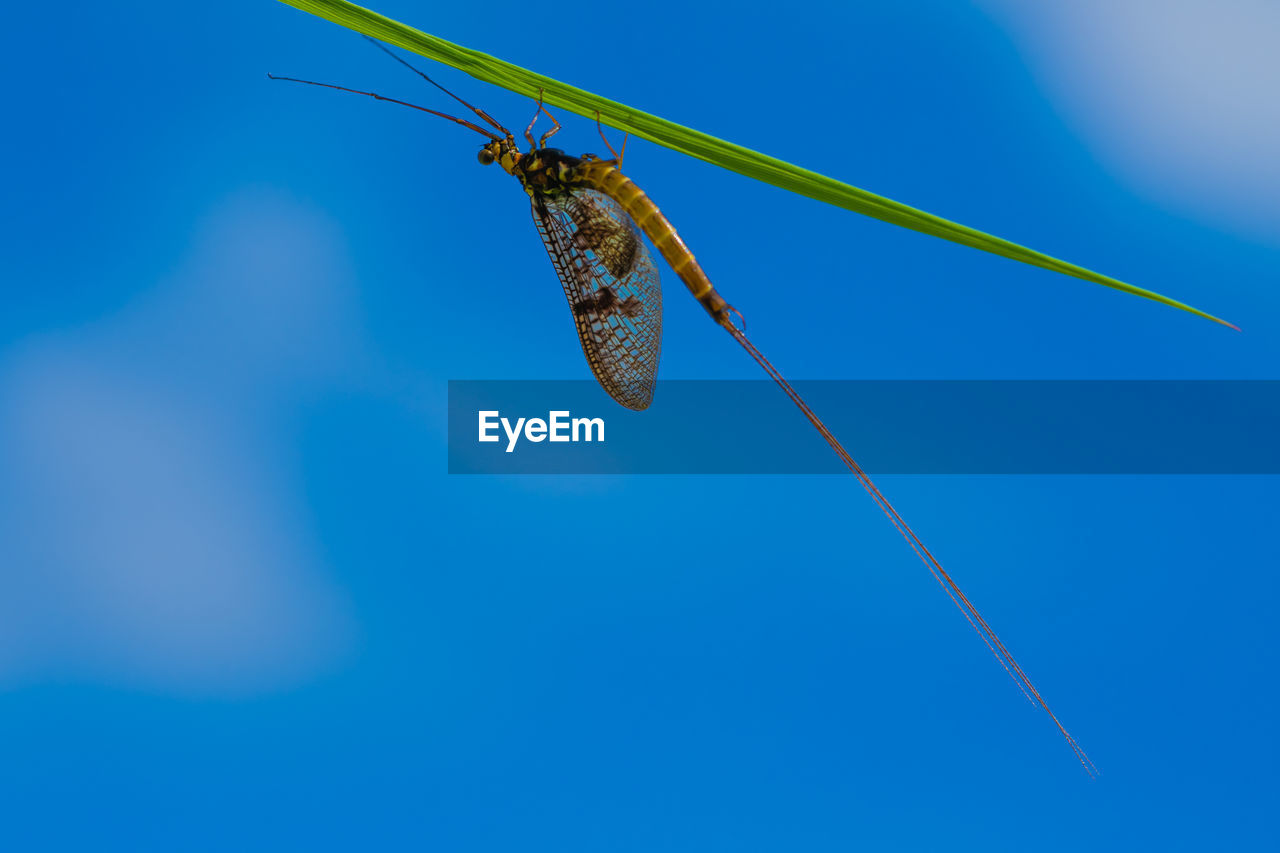 CLOSE-UP OF INSECT AGAINST BLUE SKY