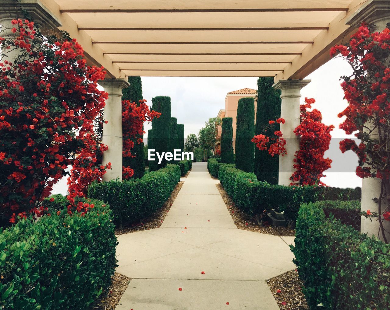 FOOTPATH AMIDST FLOWERING PLANTS IN GARDEN AGAINST BUILDING