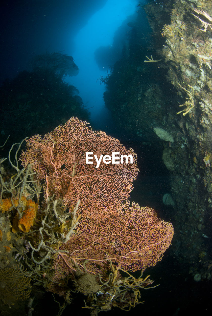 CLOSE-UP OF CORAL IN WATER