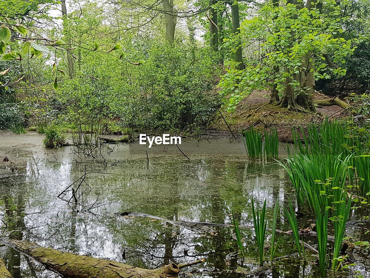 REFLECTION OF TREES ON WATER