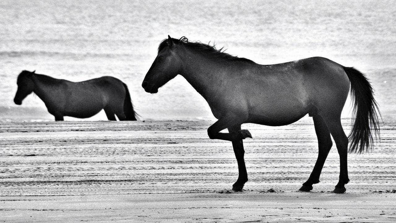 Side view of horses at beach