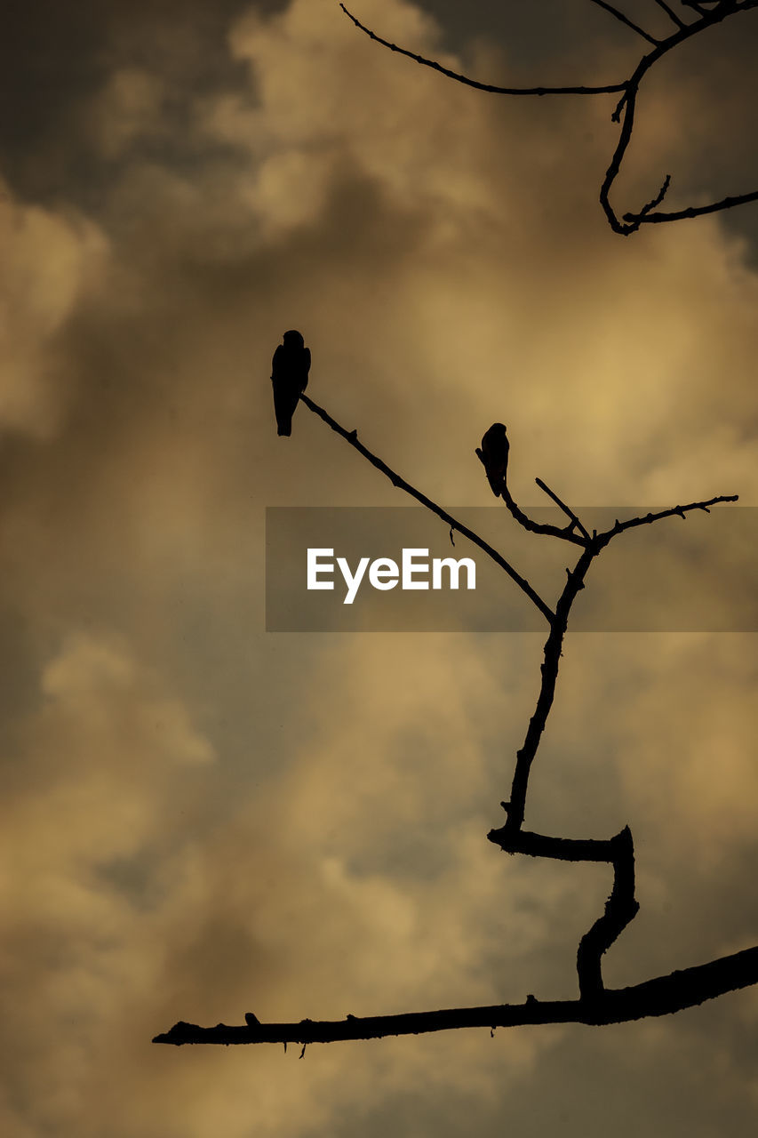 LOW ANGLE VIEW OF SILHOUETTE BIRD PERCHING ON TREE