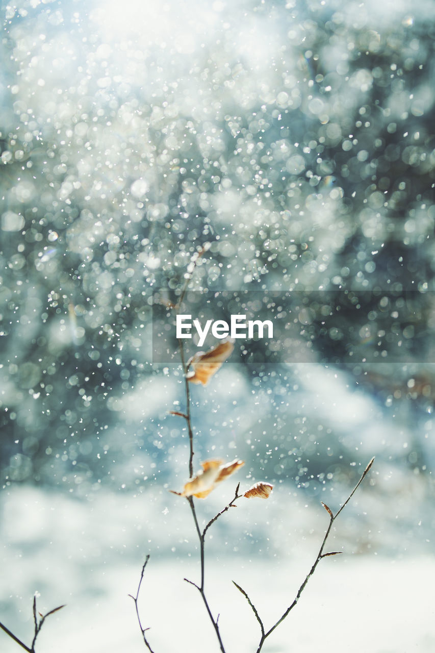 CLOSE-UP OF SNOW ON PLANT AGAINST SKY