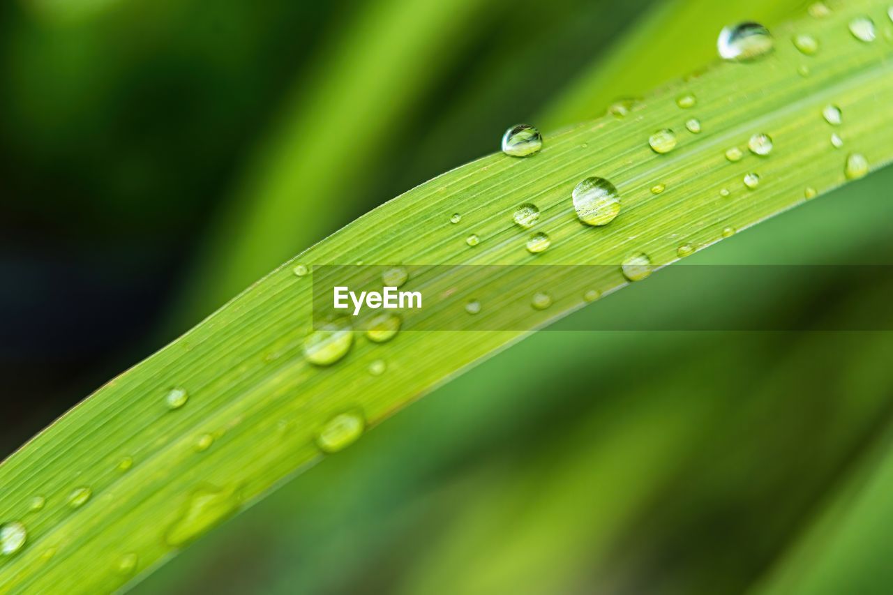 CLOSE-UP OF WATER DROPS ON LEAVES OF RAINDROPS ON PLANT