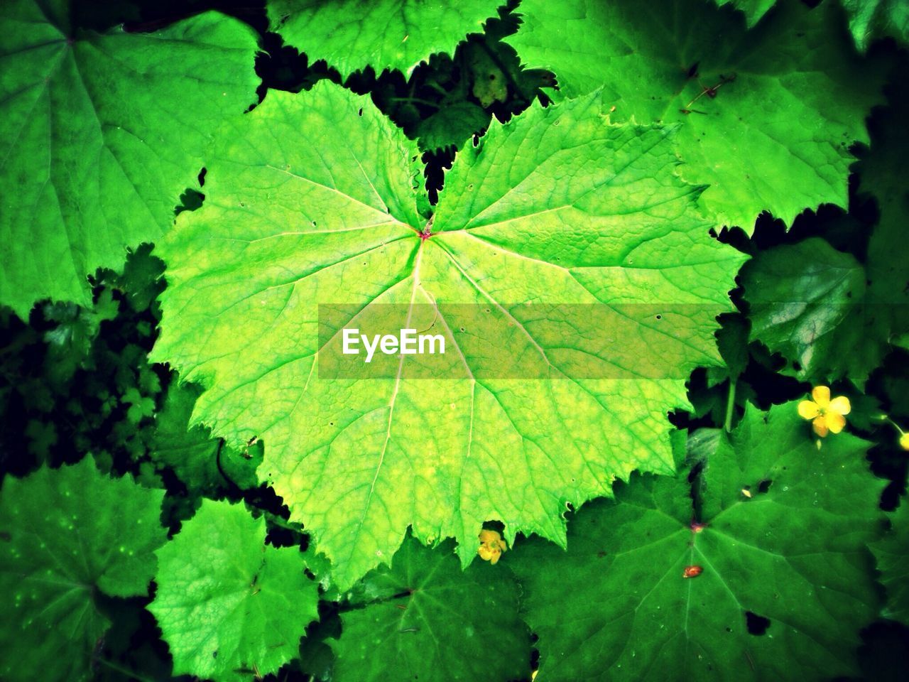 Directly above shot of green leaves