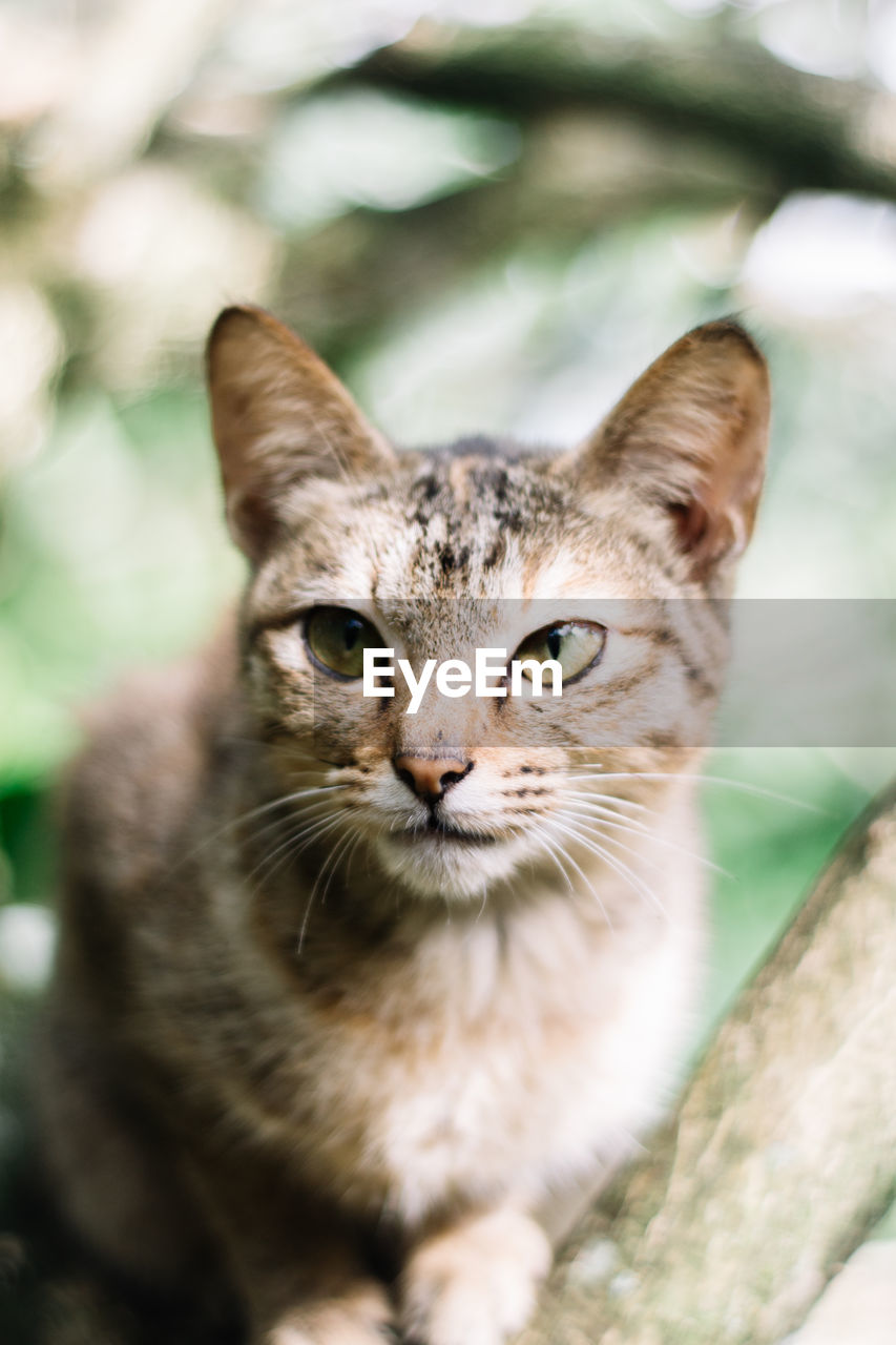 CLOSE-UP PORTRAIT OF CAT OUTDOORS