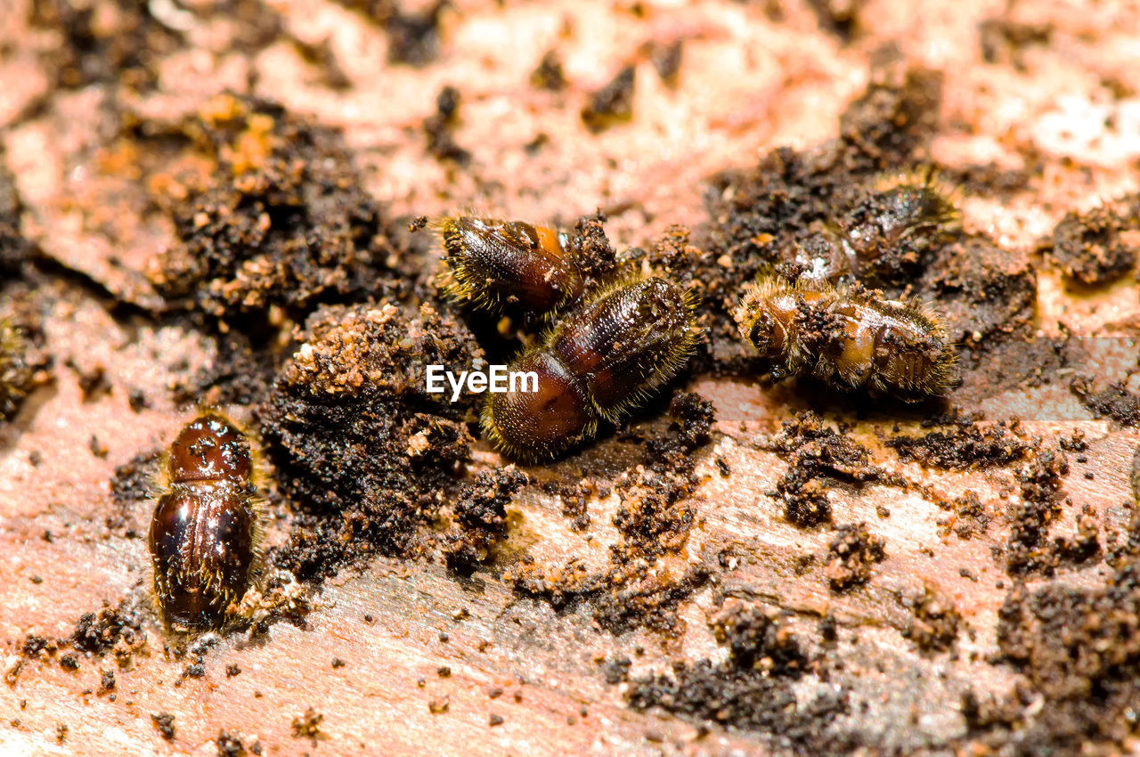 CLOSE-UP OF CATERPILLAR