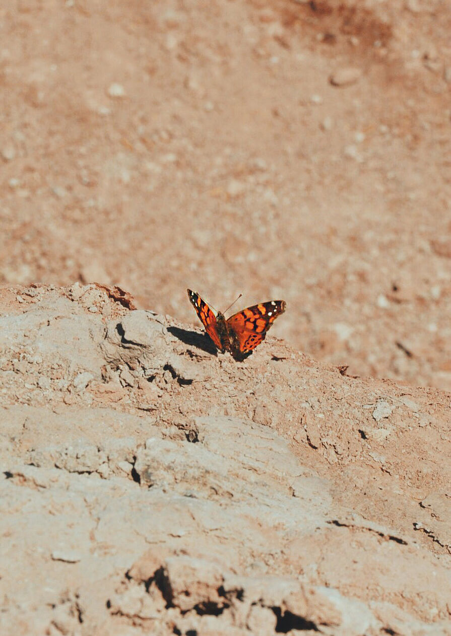 Close-up of butterfly on ground