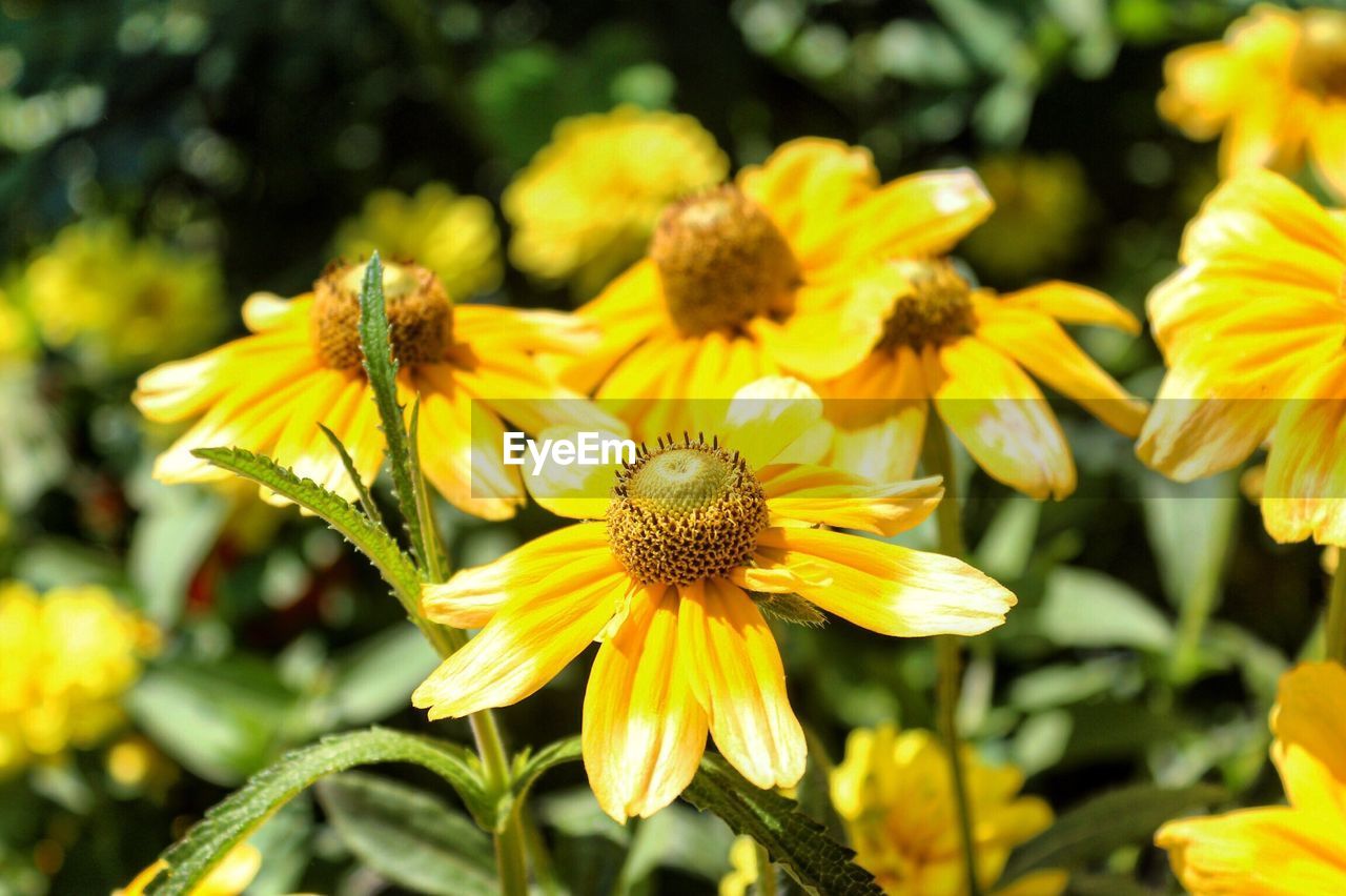 Close-up of bee pollinating on yellow flower