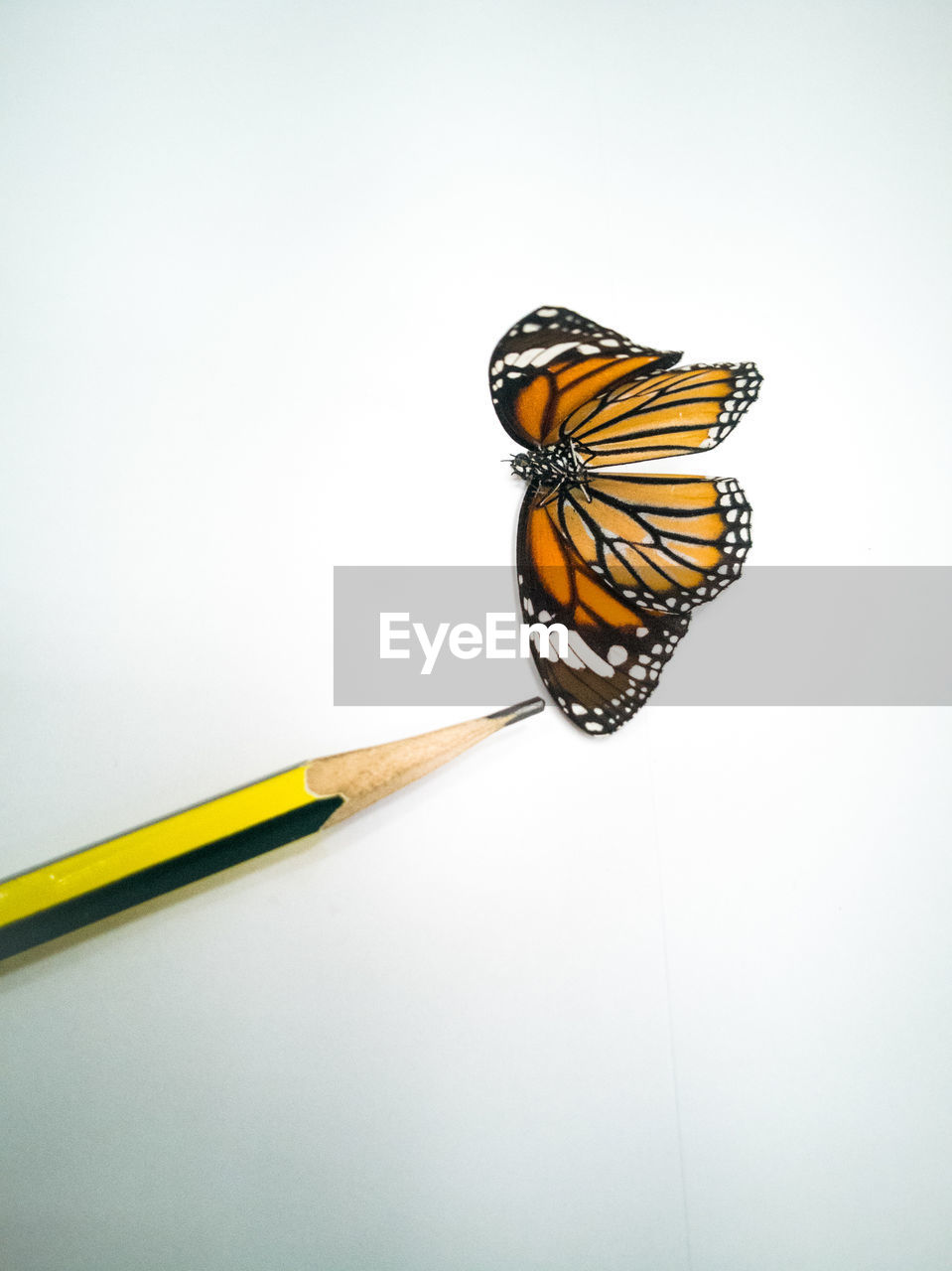 CLOSE-UP OF BUTTERFLY PERCHING ON A WHITE BACKGROUND