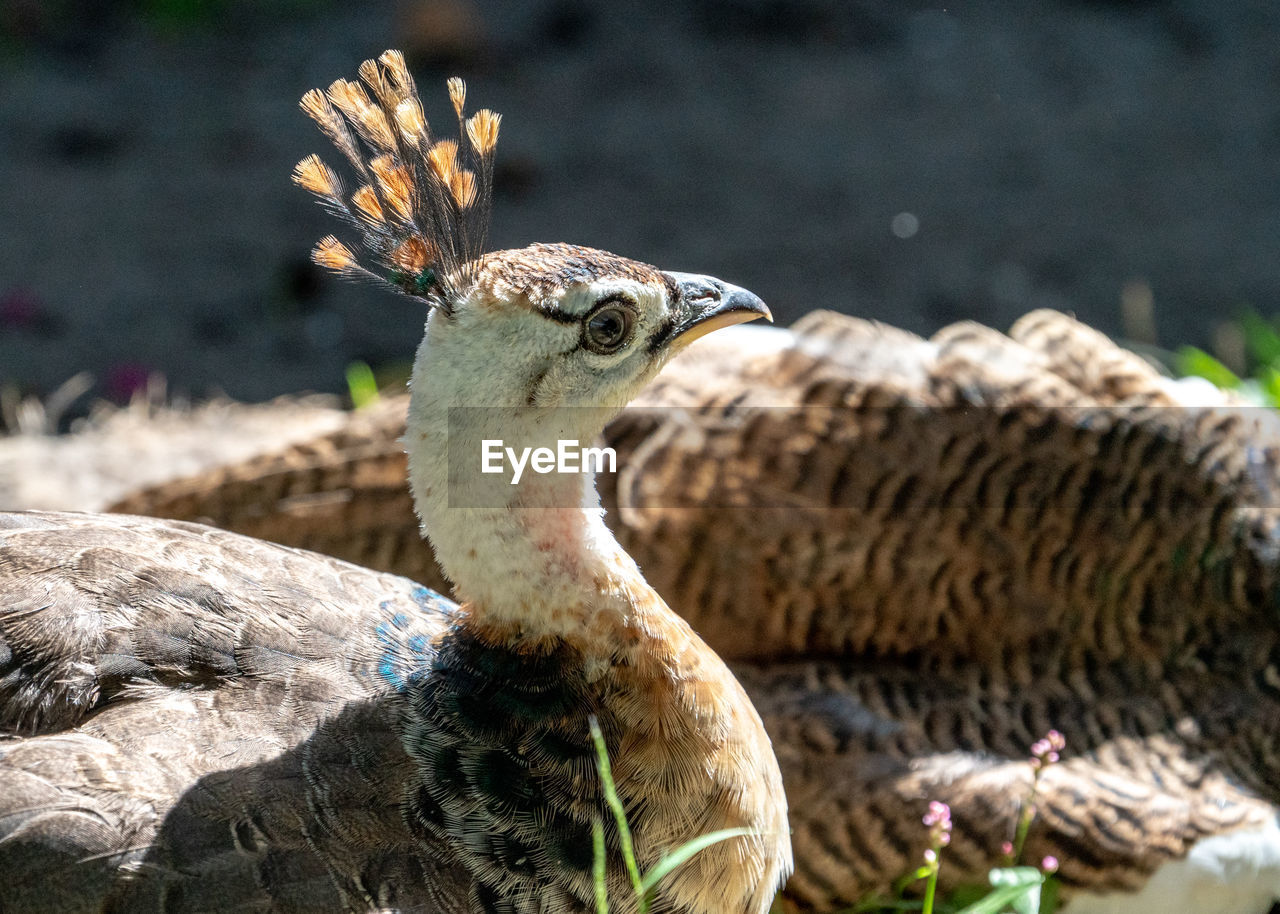 Close-up of a peacock