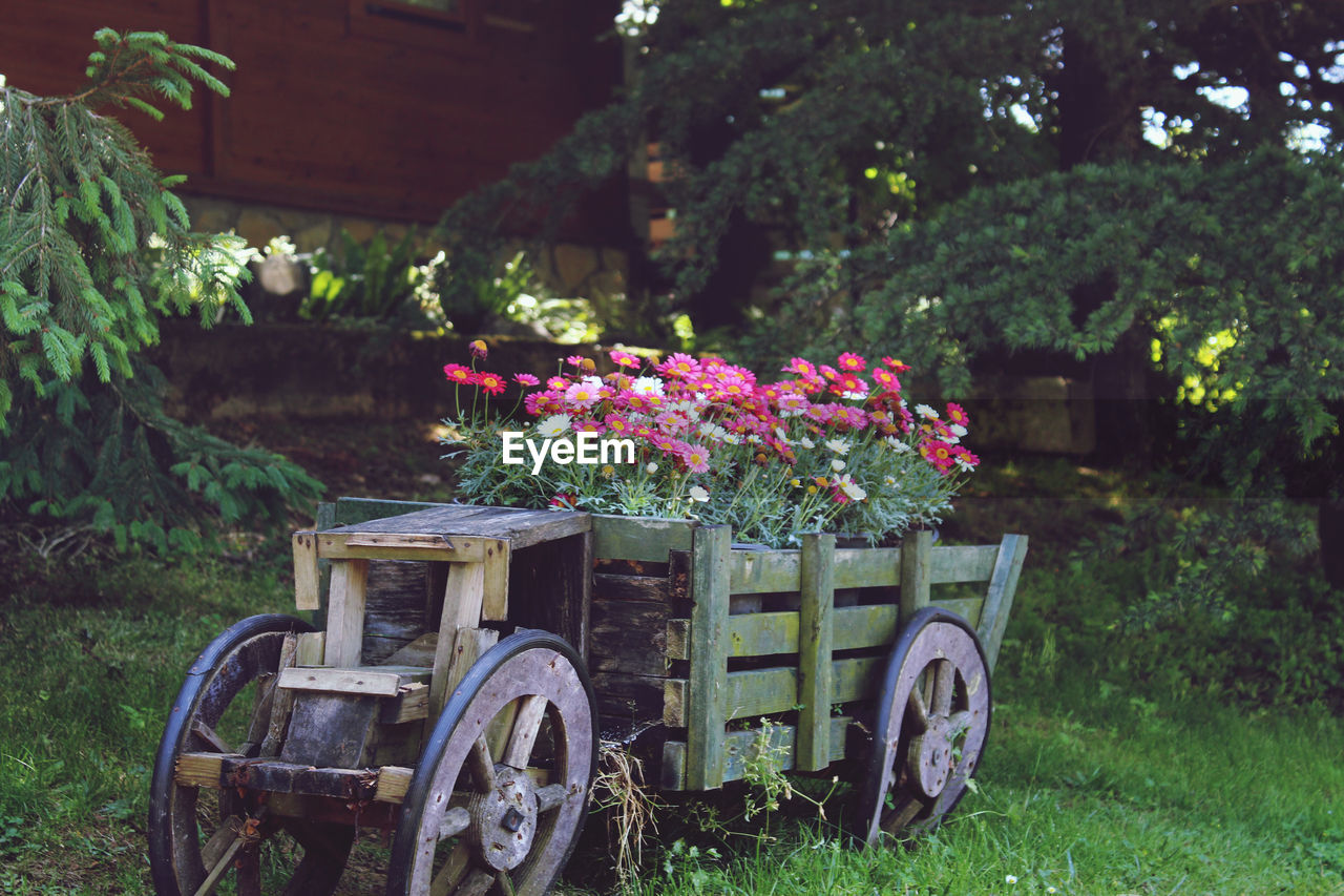 FLOWERING PLANTS ON FIELD AGAINST TREES AND ROCKS