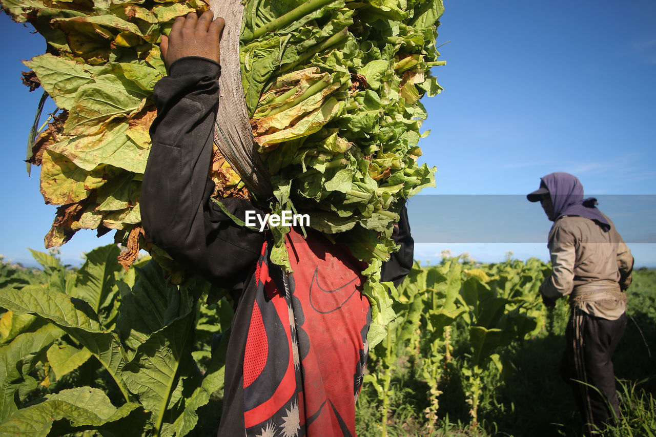 Farmers harvesting vegetables in farm