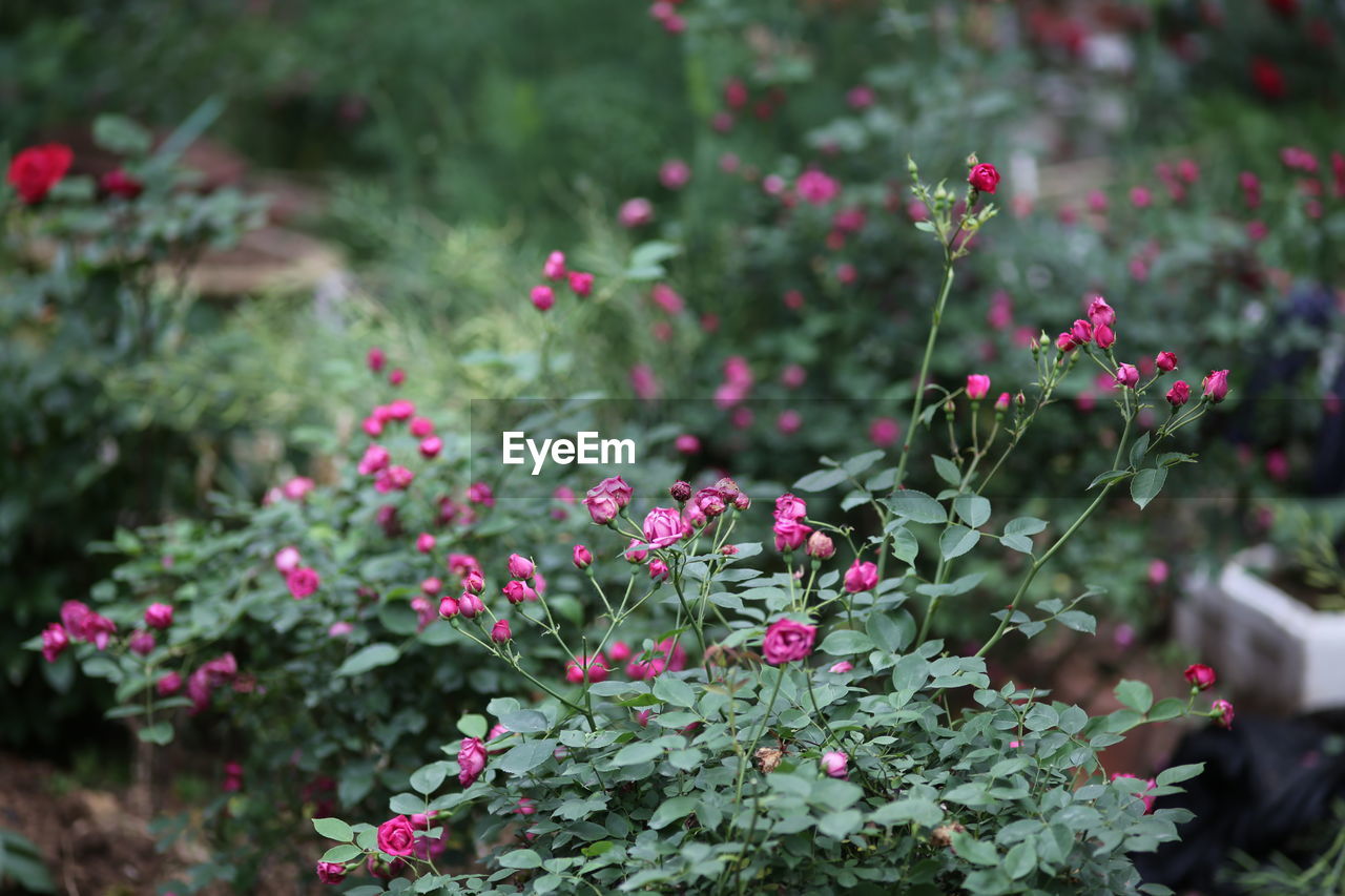 Close-up of pink flowers blooming outdoors