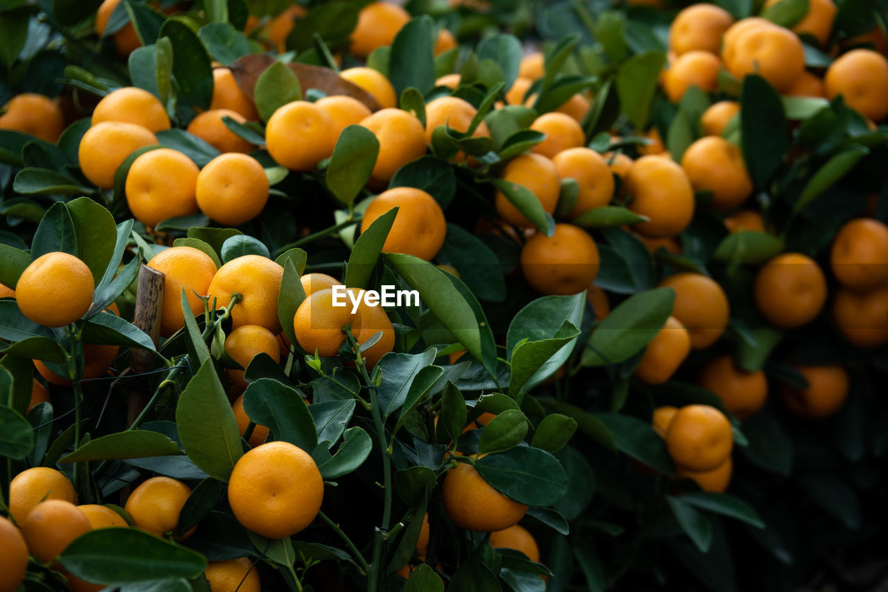 Fresh small orange on tree. background for healthy and natural fruit.