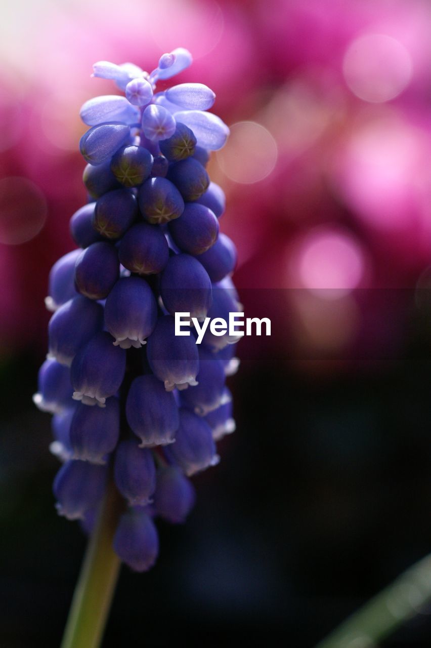 Close-up of grape hyacinth blooming outdoors